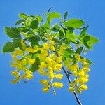 Laburnum anagyroides Συνήθη χαρακτηριστικά