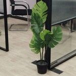 Monstera deliciosaLeaf