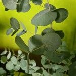 Eucalyptus gunnii Folio