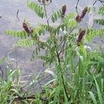 Amorpha canescens Hábitos