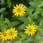 Sanvitalia procumbens Fiore