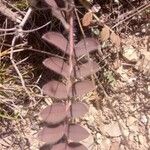 Thymus algeriensis Leaf