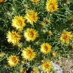 Inula ensifolia Flor