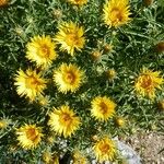 Inula ensifolia Flower