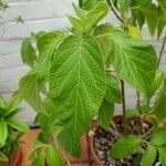 Catoferia chiapensis Leaf