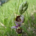 Ophrys fuciflora മറ്റ്