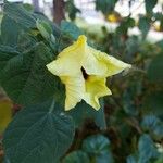 Talipariti tiliaceum Λουλούδι
