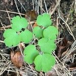 Thalictrum dioicum Lehti