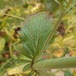 Valeriana calcitrapae Lapas