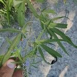 Vitex agnus-castusFolio