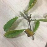 Magnolia stellata 葉