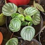 Peperomia argyreia Folha