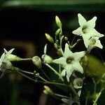 Duboisia myoporoides Flower