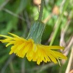 Sonchus bulbosus Kvet