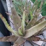 Aloe vera Liść