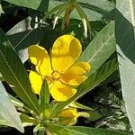 Ludwigia grandiflora Fula