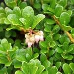 Arctostaphylos uva-ursi Flor