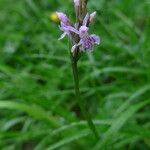 Dactylorhiza fuchsiiFloare