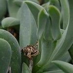 Gibbaeum velutinum Fruit