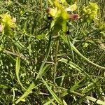 Melampyrum cristatum ഇല