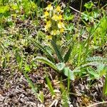 Pedicularis oederi Хабит