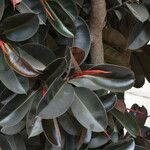 Ficus robusta Foglia