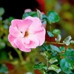 Rosa abietinaΛουλούδι