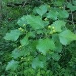 Crataegus marshallii Fruit