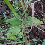 Ophrys lupercalis Mosusu