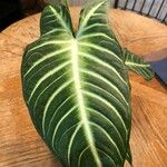 Caladium lindenii Yaprak