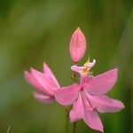 Calopogon tuberosus Blomma