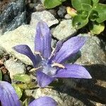 Campanula cenisia Flor