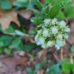 Antennaria parlinii Цвят