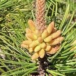 Pinus contorta Květ