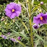 Solanum laciniatumŽiedas