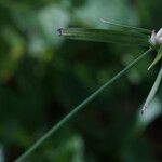 Rhynchospora pubera Flower