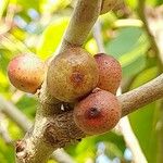 Ficus cordata Corteza
