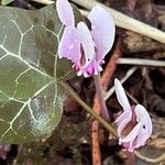 Cyclamen hederifolium 葉