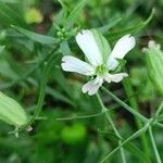 Silene procumbens Çiçek