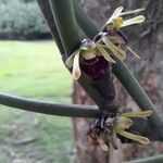 Luisia teretifolia Blüte