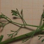 Fumaria parviflora Leaf