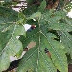 Carica papaya Leaf