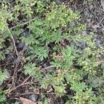 Potentilla tobolensis Habit