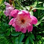 Paeonia mascula പുഷ്പം