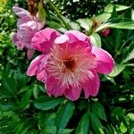 Paeonia mascula Flower