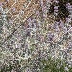 Salvia leucophylla Blüte