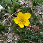 Ranunculus millefoliatus Flower