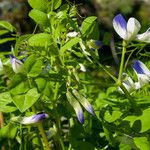 Vicia cypria