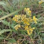 Helichrysum arenarium Кветка