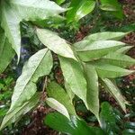 Geissospermum sericeum Leaf